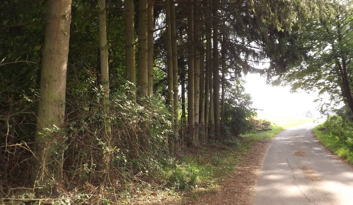 Ein schmaler Weg verläuft neben einem dichten Wald mit hohen Bäumen, die Schatten spenden., © Natur.Nah. Schönbuch & Heckengäu Ein schmaler Weg verläuft neben einem dichten Wald mit hohen Bäumen, die Schatten spenden., © Natur.Nah. Schönbuch & Heckengäu