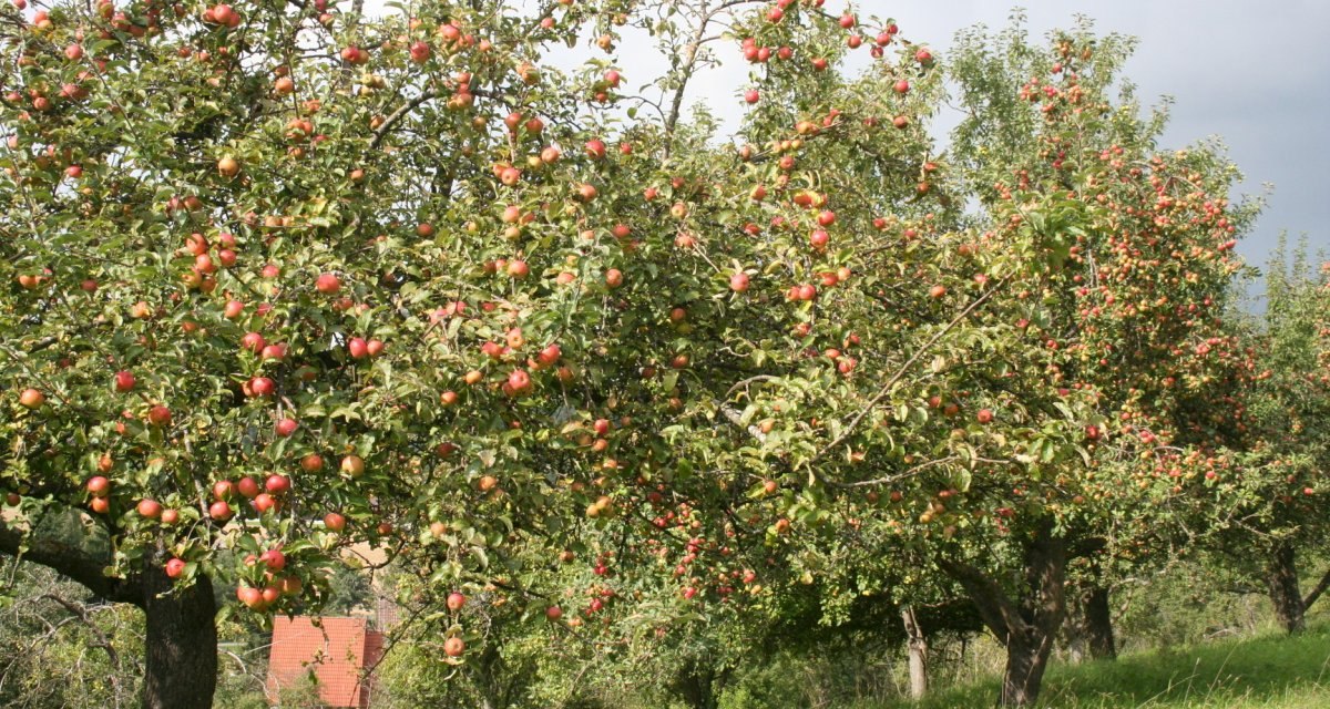 Reihe von Apfelbäumen voller roter Äpfel in einer grünen Obstplantage unter bewölktem Himmel., © Natur.Nah. Schönbuch & Heckengäu Reihe von Apfelbäumen voller roter Äpfel in einer grünen Obstplantage unter bewölktem Himmel., © Natur.Nah. Schönbuch & Heckengäu