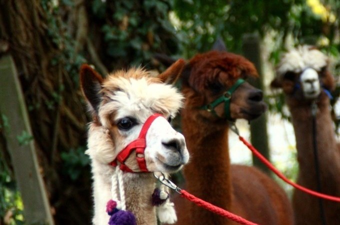 Drei Alpakas mit bunten Halftern stehen nebeneinander im Grünen, umgeben von Bäumen., © WTM GmbH Waiblingen Drei Alpakas mit bunten Halftern stehen nebeneinander im Grünen, umgeben von Bäumen., © WTM GmbH Waiblingen