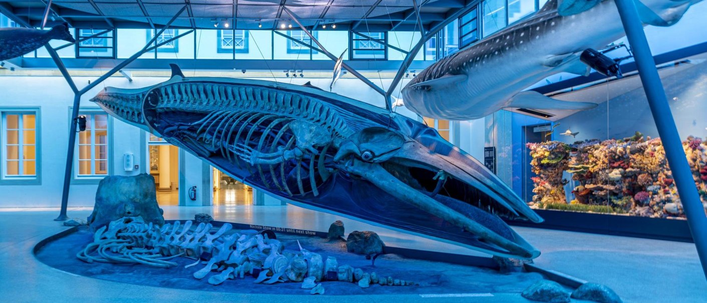 Ein großes Walskelett in einer blauen, beleuchteten Ausstellung im Naturkundemuseum Schloss Rosenstein., © Stuttgart Marketing GmbH, Sarah Schmid