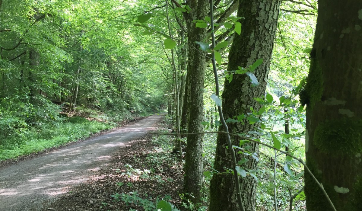 Ein schmaler Weg schlängelt sich durch einen dichten, grünen Wald. Hohe Bäume spenden Schatten., © www.pro-cycl.de Ein schmaler Weg schlängelt sich durch einen dichten, grünen Wald. Hohe Bäume spenden Schatten., © www.pro-cycl.de