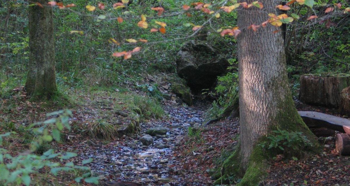 Ein kleiner Bach fließt durch einen herbstlichen Wald bei der Remsquelle in Essingen. Bunte Blätter und Bäume säumen den Weg., © Remstal Tourismus e.V. Ein kleiner Bach fließt durch einen herbstlichen Wald bei der Remsquelle in Essingen. Bunte Blätter und Bäume säumen den Weg., © Remstal Tourismus e.V.