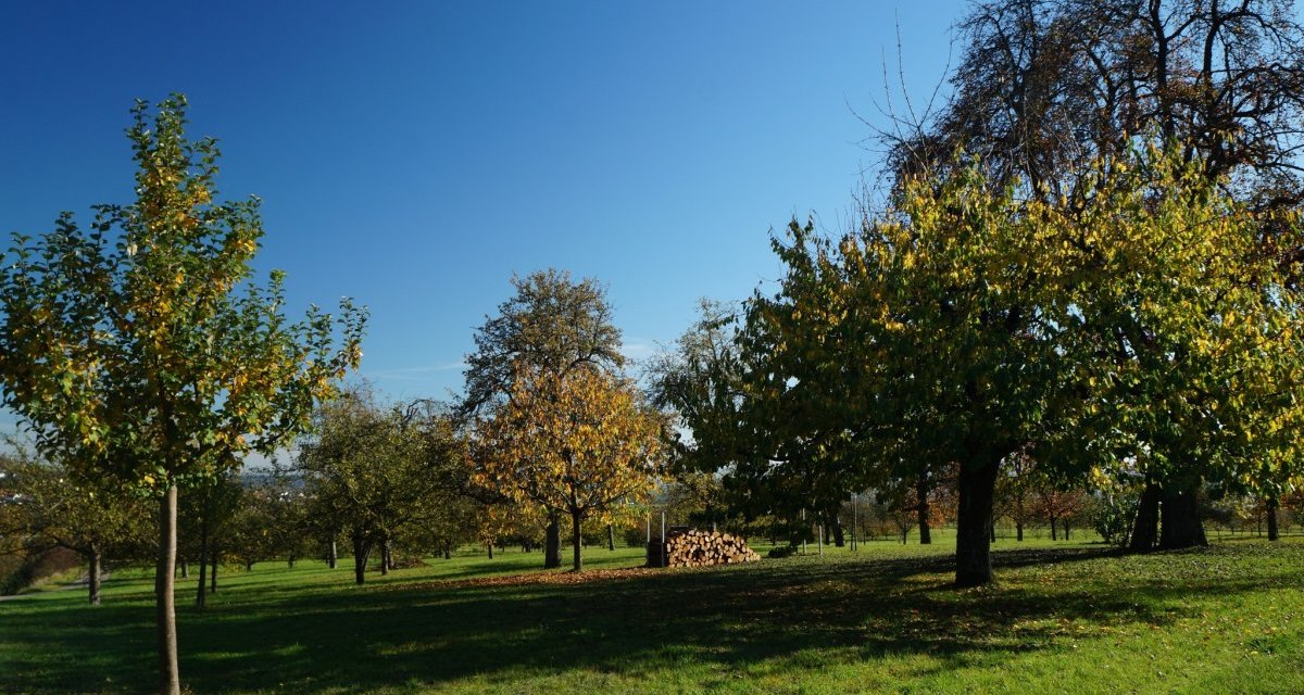 Eine Streuobstwiese mit verschiedenen Obstbäumen im Herbst. Die Blätter sind teils gelb gefärbt, und ein Stapel Holz liegt im Hintergrund., © Natur.Nah. Schönbuch & Heckengäu Eine Streuobstwiese mit verschiedenen Obstbäumen im Herbst. Die Blätter sind teils gelb gefärbt, und ein Stapel Holz liegt im Hintergrund., © Natur.Nah. Schönbuch & Heckengäu