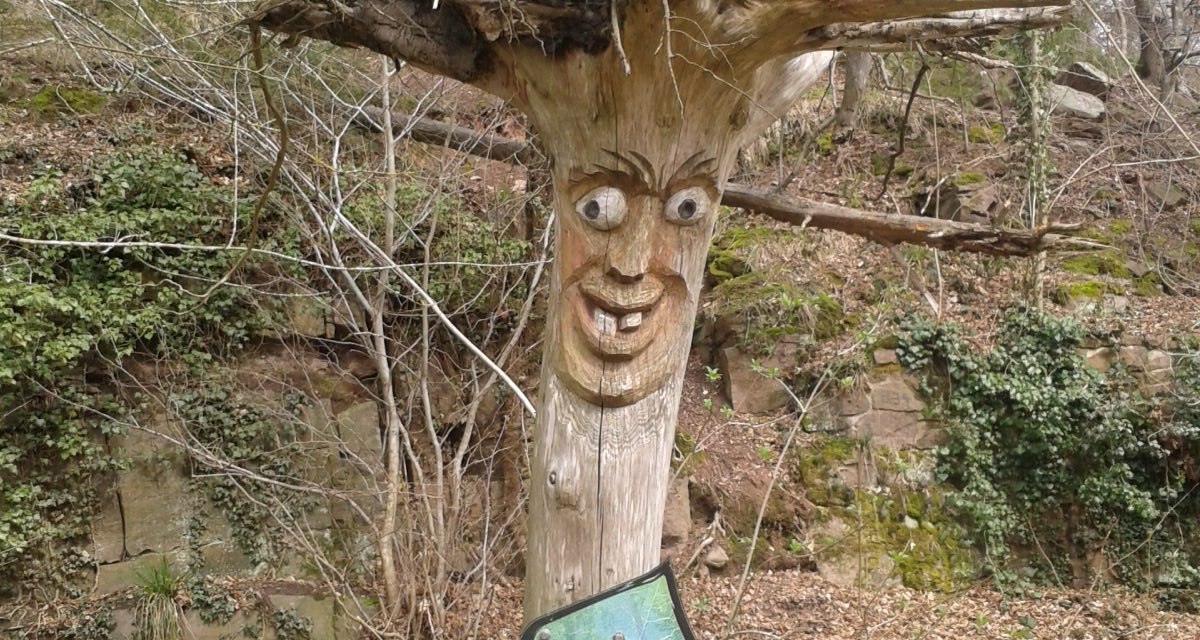 Ein Baumstamm mit geschnitztem Gesicht und Wurzeln als Haare, daneben ein Schild mit der Aufschrift 'Bannwald Zimmeracker: Lebenslauf der Buchen'., &copy; Natur.Nah. Sch&ouml;nbuch & Heckeng&auml;u