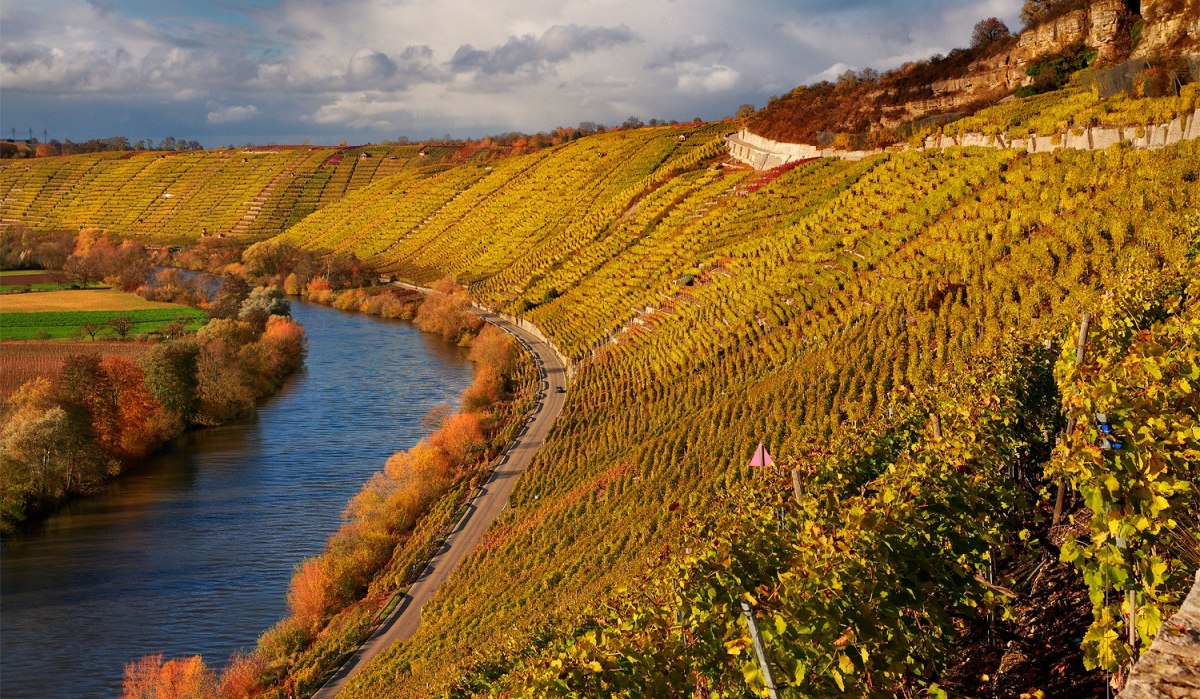 Goldene Weinberge erstrecken sich entlang des Neckars. Eine Straße schlängelt sich durch die herbstliche Landschaft, die von bunten Bäumen gesäumt ist., © Felsengartenkellerei Besigheim eG Goldene Weinberge erstrecken sich entlang des Neckars. Eine Straße schlängelt sich durch die herbstliche Landschaft, die von bunten Bäumen gesäumt ist., © Felsengartenkellerei Besigheim eG