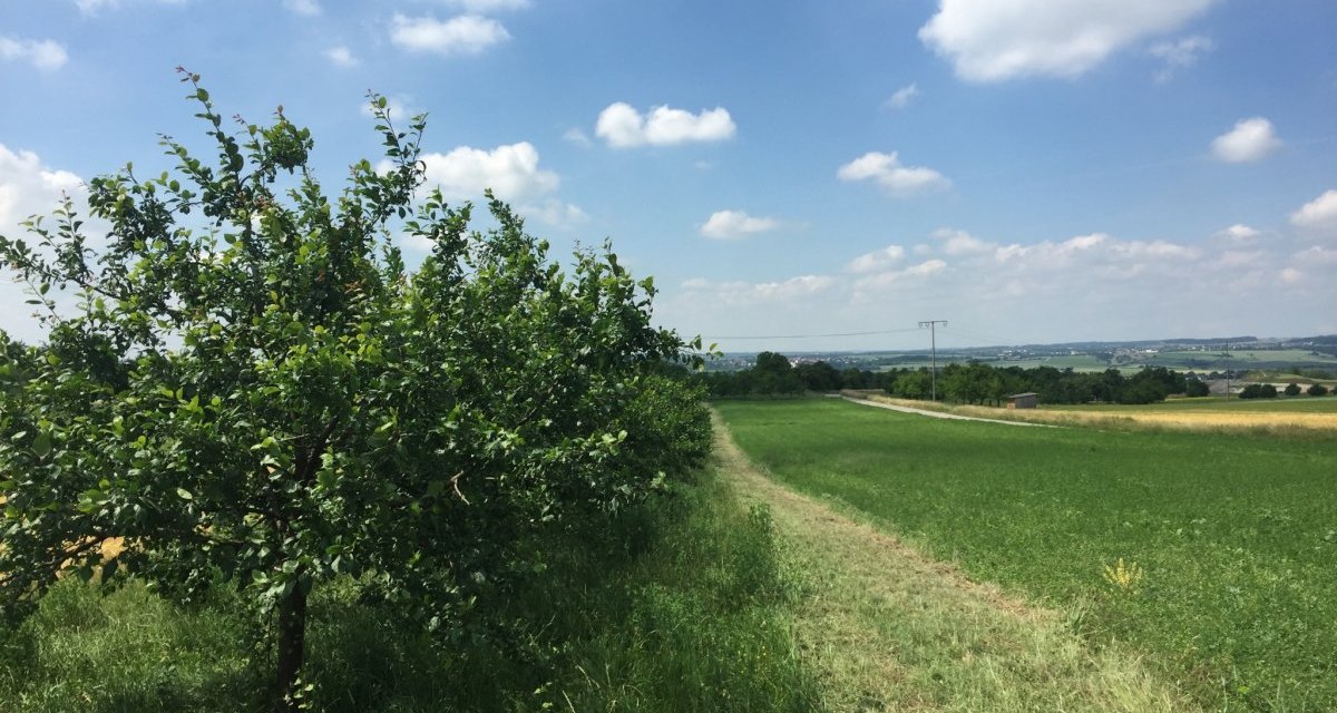 Ein Obstbaum am Rand eines gr&uuml;nen Feldes unter blauem Himmel mit wei&szlig;en Wolken. Im Hintergrund sind H&uuml;gel und eine Stromleitung zu sehen., &copy; www.pro-cycl.de