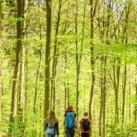 Drei Personen wandern auf einem Waldweg, umgeben von hohen Bäumen mit frischem, grünem Laub., © Stadtverwaltung Winnenden