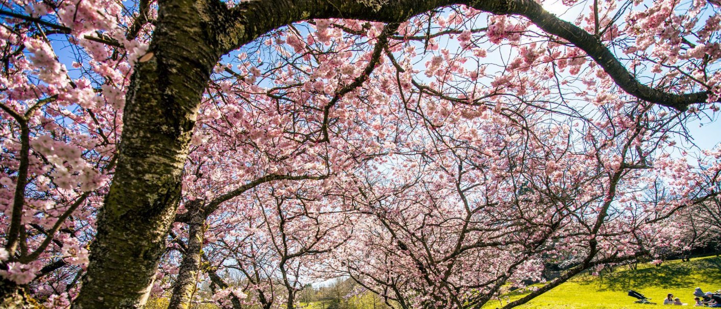 Blühende Kirschbäume im Aibachgrund, Sindelfingen. Menschen entspannen auf der Wiese unter dem blauen Himmel., © Stuttgart-Marketing GmbH, Sarah Schmid Blühende Kirschbäume im Aibachgrund, Sindelfingen. Menschen entspannen auf der Wiese unter dem blauen Himmel., © Stuttgart-Marketing GmbH, Sarah Schmid