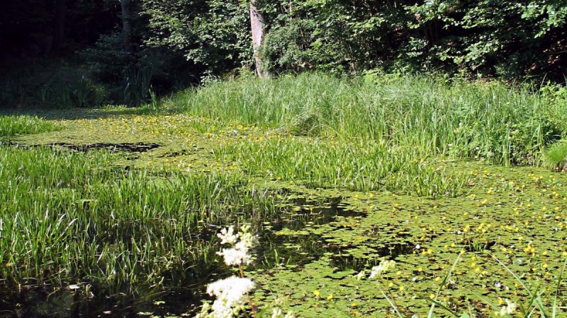 Ein idyllischer Waldteich mit Seerosen, umgeben von dichtem Grün und hohen Bäumen., © Bürgerverein Eltingen e. V. Ein idyllischer Waldteich mit Seerosen, umgeben von dichtem Grün und hohen Bäumen., © Bürgerverein Eltingen e. V.