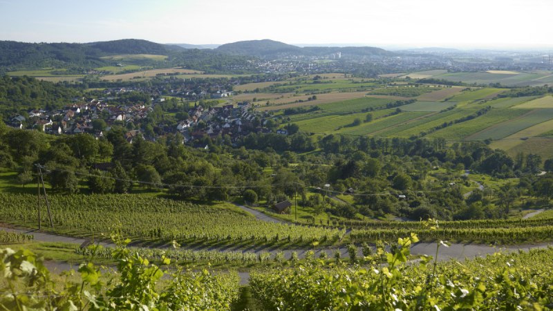 Weinberge im Vordergrund mit Blick auf eine Stadt und umliegende Felder unter klarem Himmel., © Winnenden - Stuttgart-Marketing GmbH Weinberge im Vordergrund mit Blick auf eine Stadt und umliegende Felder unter klarem Himmel., © Winnenden - Stuttgart-Marketing GmbH