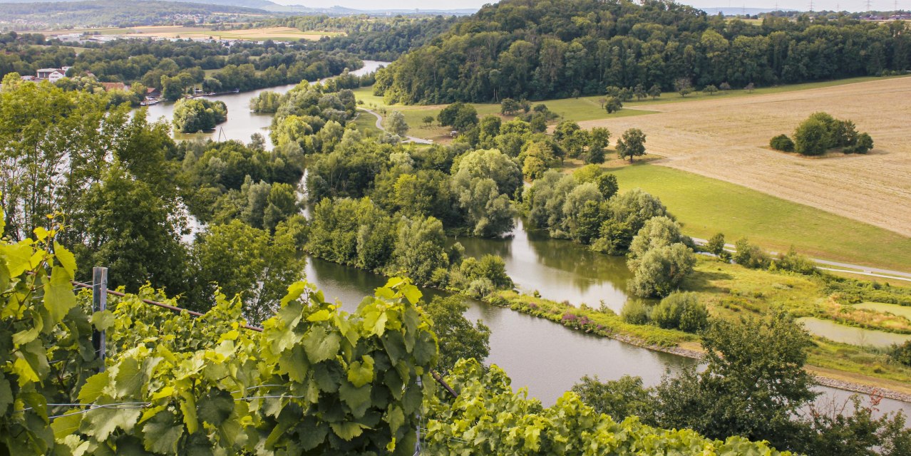 Blick auf das Neckar-Biotop in Ludwigsburg mit üppiger Vegetation, Fluss und sanften Hügeln im Hintergrund., © SMG, Ellen Haeffner Blick auf das Neckar-Biotop in Ludwigsburg mit üppiger Vegetation, Fluss und sanften Hügeln im Hintergrund., © SMG, Ellen Haeffner