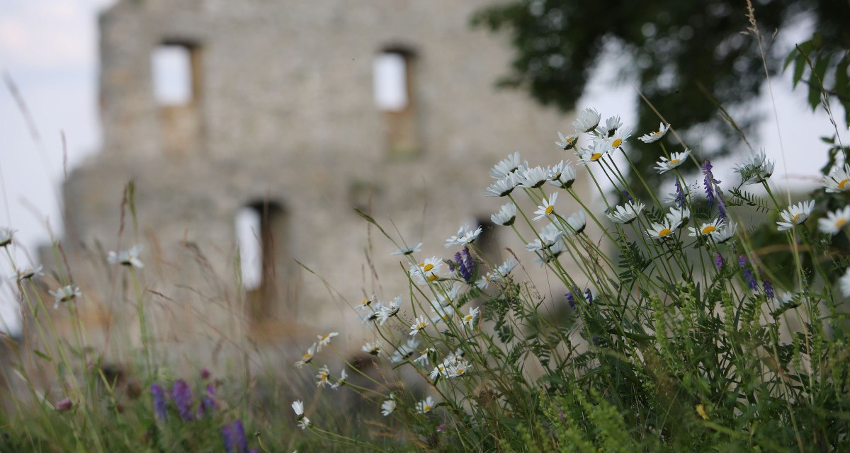 Wildblumen im Vordergrund, darunter weiße Margeriten, vor einer unscharfen Ruine im Hintergrund. Der Himmel ist leicht bewölkt., © Bad Urach Tourismus Wildblumen im Vordergrund, darunter weiße Margeriten, vor einer unscharfen Ruine im Hintergrund. Der Himmel ist leicht bewölkt., © Bad Urach Tourismus