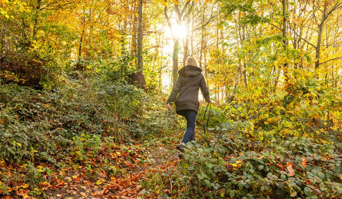 Eine Frau wandert im herbstlichen Wald. Die Sonne scheint durch die bunten Blätter, die den Boden bedecken. Sie trägt eine Jacke und hält Wanderstöcke.