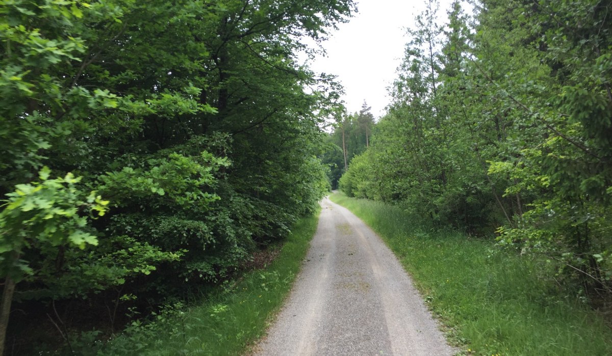 Ein schmaler Weg führt durch einen dichten, grünen Wald im Schönbuch., © www.pro-cycl.de