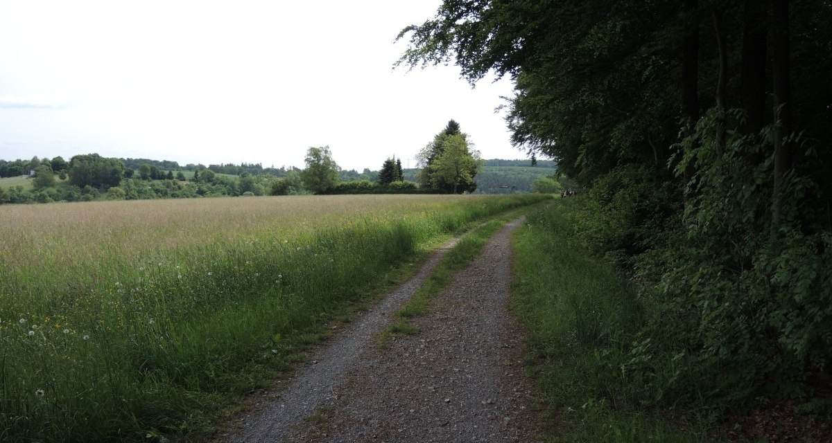 Ein schmaler Feldweg schlängelt sich durch eine grüne Landschaft mit Wiesen und Bäumen. Der Himmel ist bewölkt., © Natur.Nah. Schönbuch & Heckengäu Ein schmaler Feldweg schlängelt sich durch eine grüne Landschaft mit Wiesen und Bäumen. Der Himmel ist bewölkt., © Natur.Nah. Schönbuch & Heckengäu