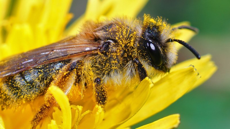 Mit Blütenpollen bestäubte Honigbiene auf einer gelben Blüte, © Freepik