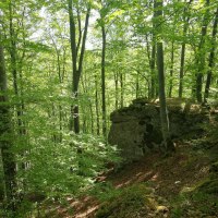 Ein dichter Wald mit hohen, grünen Bäumen und einem großen Felsen im Hintergrund. Sonnenlicht fällt durch das Blätterdach., © Bad Urach Tourismus