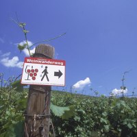 Ein Schild des Stuttgarter Weinwanderwegs an einem Holzpfosten inmitten eines Weinbergs unter blauem Himmel., © Stuttgart-Marketing GmbH