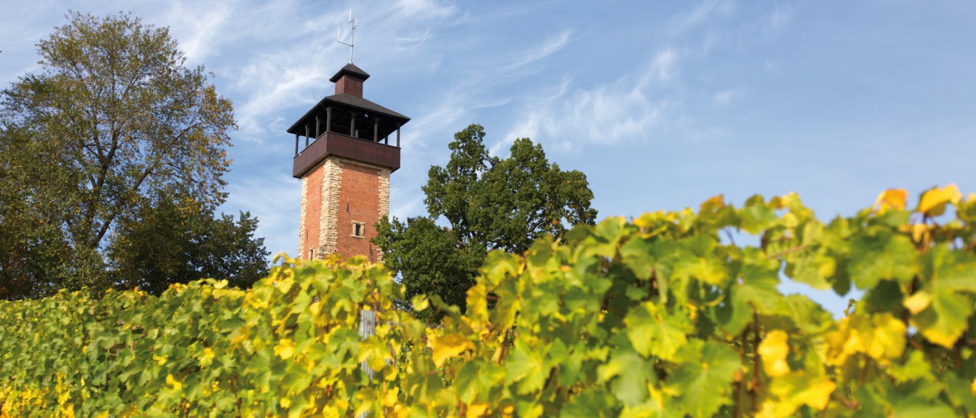 Der Aussichtsturm Burgholzhof in Stuttgart ragt hinter grünen Weinreben und Bäumen in den blauen Himmel., © SMG, Achim Mende
