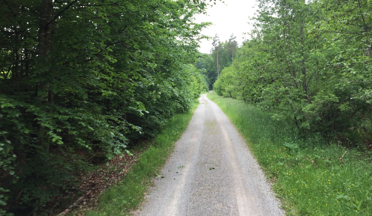 Ein schmaler Waldweg schl&auml;ngelt sich durch &uuml;ppiges Gr&uuml;n im Sch&ouml;nbuch. Die B&auml;ume und B&uuml;sche sind dicht und saftig gr&uuml;n., &copy; www.pro-cycl.de