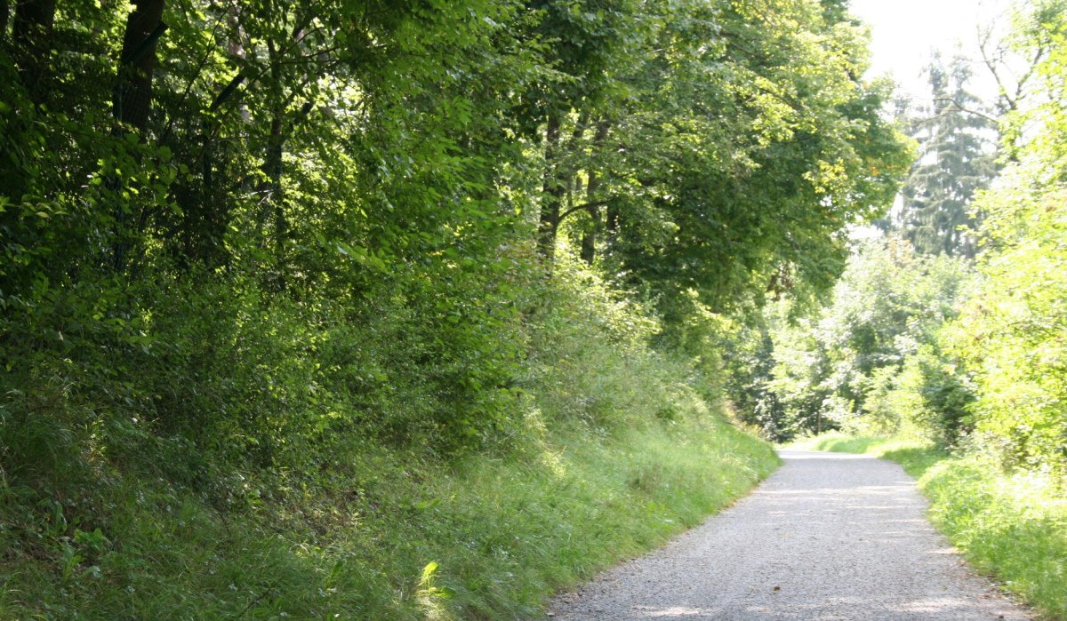 Ein sonniger Waldweg führt durch üppiges Grün, gesäumt von hohen Bäumen und dichtem Gebüsch. Der Weg ist mit Kies bedeckt., © Natur.Nah. Schönbuch & Heckengäu