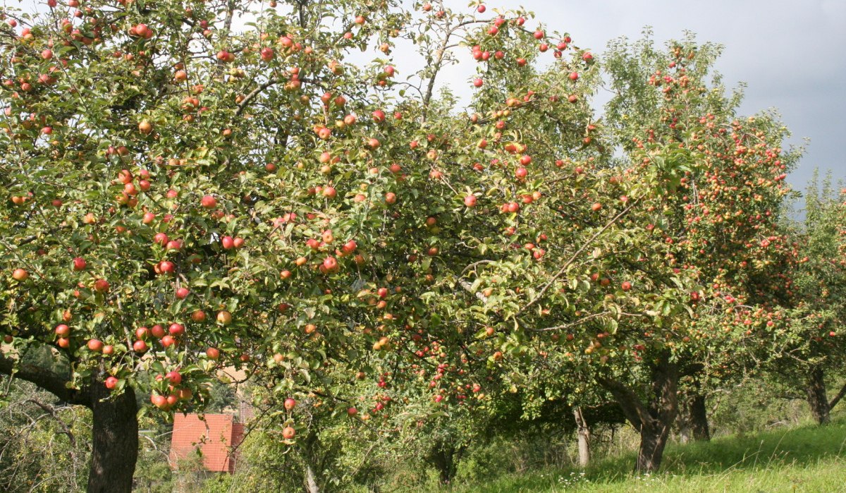 Reihe von Apfelbäumen voller roter Äpfel in einer grünen Obstplantage unter bewölktem Himmel., © Natur.Nah. Schönbuch & Heckengäu Reihe von Apfelbäumen voller roter Äpfel in einer grünen Obstplantage unter bewölktem Himmel., © Natur.Nah. Schönbuch & Heckengäu
