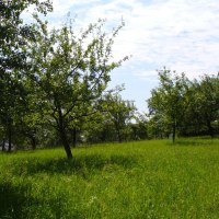 Grüne Wiese mit verstreuten Obstbäumen unter einem blauen Himmel mit einigen Wolken. Die Szene wirkt ruhig und naturbelassen., © Naturfreunde Holzgerlingen/Altdorf Grüne Wiese mit verstreuten Obstbäumen unter einem blauen Himmel mit einigen Wolken. Die Szene wirkt ruhig und naturbelassen., © Naturfreunde Holzgerlingen/Altdorf