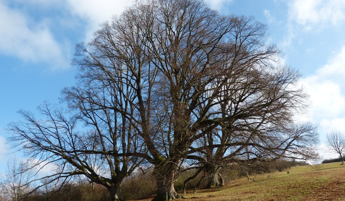 Drei imposante, blattlose Lindenb&auml;ume stehen auf einem H&uuml;gel unter einem klaren, blauen Himmel mit vereinzelten Wolken., &copy; Natur.Nah. Sch&ouml;nbuch & Heckeng&auml;u
