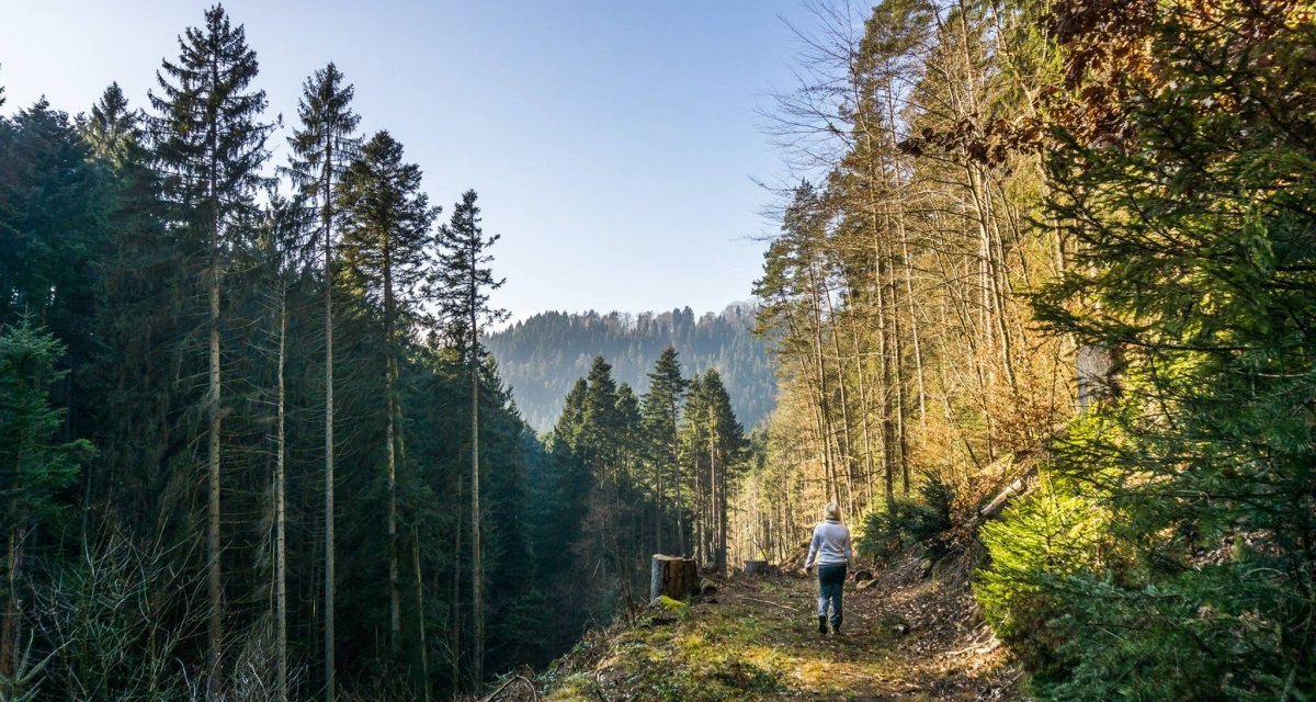 Eine Person wandert auf einem Waldweg im Schwarzwald. Hohe B&auml;ume s&auml;umen den Weg, der Himmel ist klar und blau., &copy; N&ouml;rdlicher Schwarzwald