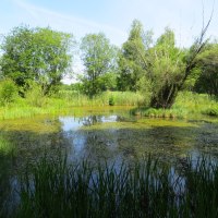 Ein Teich im Amphibienschutzgebiet 'Turm', umgeben von üppigem Grün, Bäumen und Schilf unter blauem Himmel., © Landkreis Göppingen Ein Teich im Amphibienschutzgebiet 'Turm', umgeben von üppigem Grün, Bäumen und Schilf unter blauem Himmel., © Landkreis Göppingen