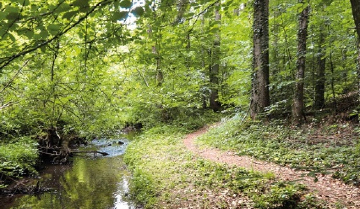 Ein schmaler Waldweg führt entlang eines kleinen Baches durch einen dichten, grünen Wald., © Natur.Nah. Schönbuch & Heckengäu Ein schmaler Waldweg führt entlang eines kleinen Baches durch einen dichten, grünen Wald., © Natur.Nah. Schönbuch & Heckengäu