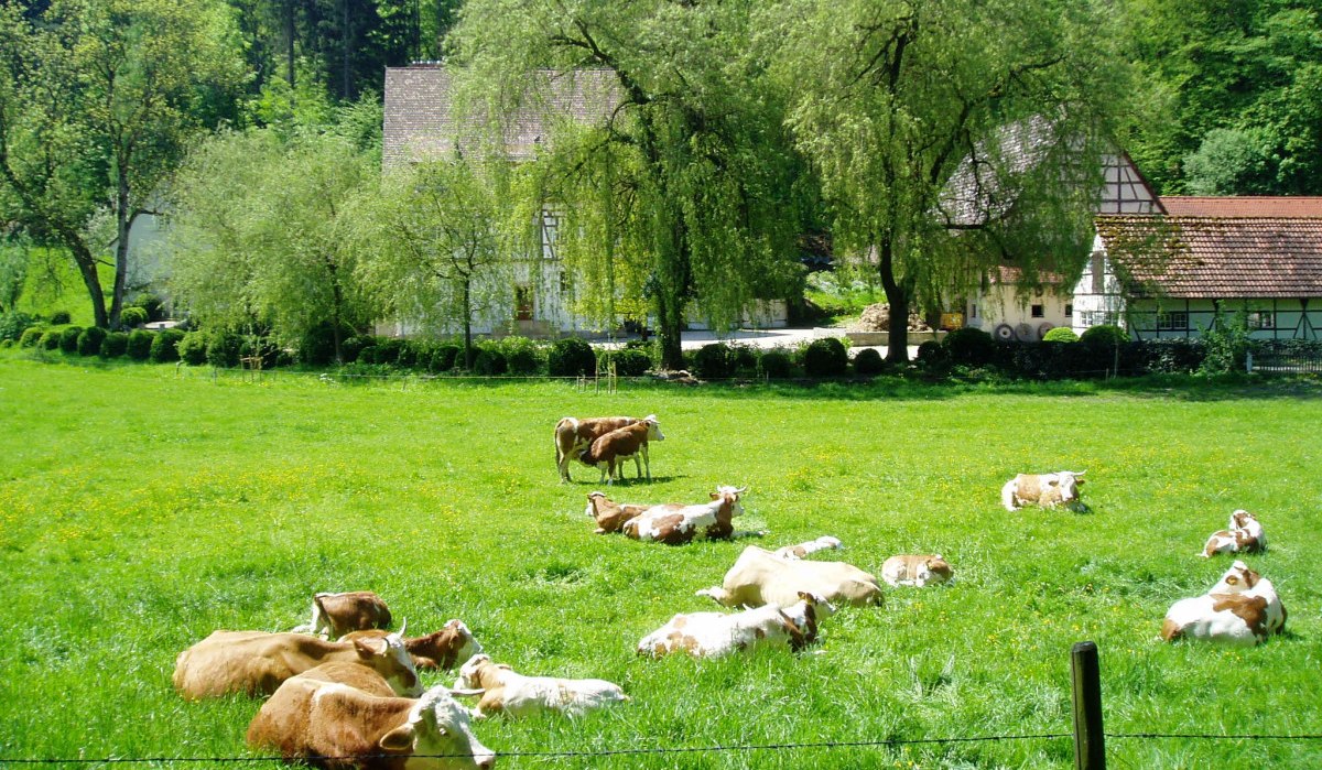 Kühe ruhen auf einer grünen Wiese vor einem Bauernhof mit Fachwerkhäusern und Bäumen im Hintergrund., © Natur.Nah. Schönbuch & Heckengäu Kühe ruhen auf einer grünen Wiese vor einem Bauernhof mit Fachwerkhäusern und Bäumen im Hintergrund., © Natur.Nah. Schönbuch & Heckengäu