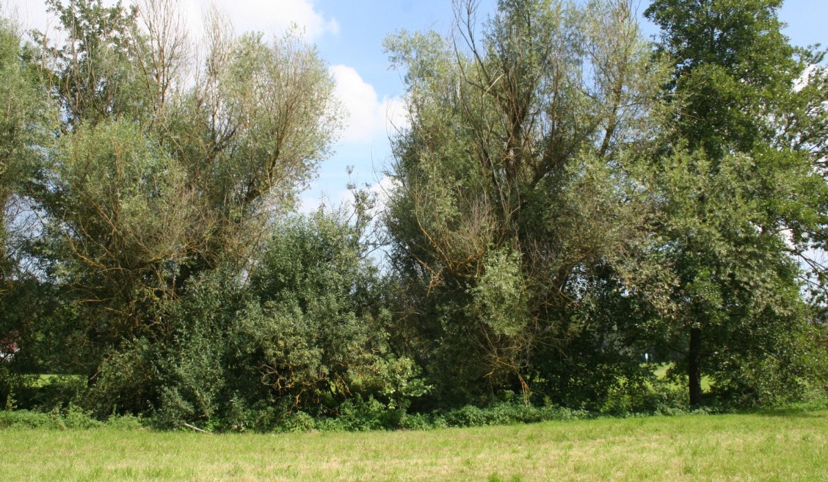 Grüne Wiese mit hohen Bäumen im Hintergrund, blauer Himmel mit Wolken., © Natur.Nah. Schönbuch & Heckengäu