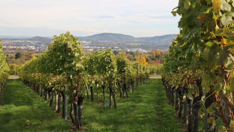 Weinberge im Remstal mit Blick auf eine Stadt und Hügel im Hintergrund. Die Reihen der Reben verlaufen parallel und das Laub ist grün und dicht., © Remstal Tourismus e.V. Weinberge im Remstal mit Blick auf eine Stadt und Hügel im Hintergrund. Die Reihen der Reben verlaufen parallel und das Laub ist grün und dicht., © Remstal Tourismus e.V.