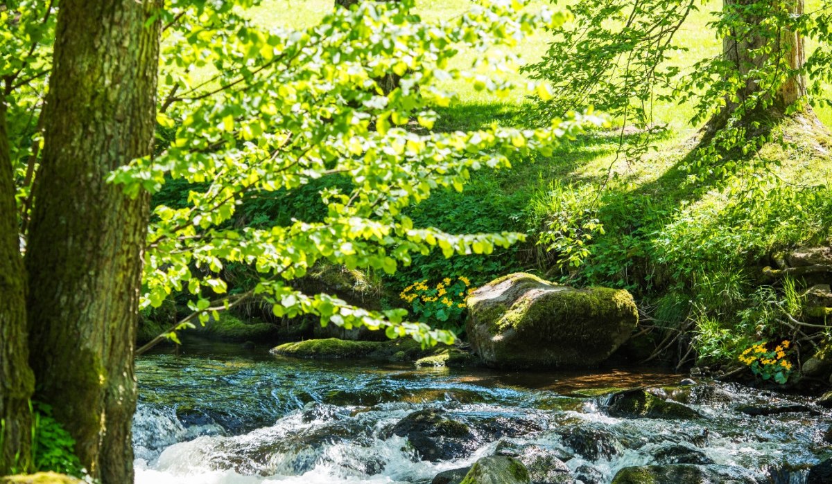 Enz im Kurpark, &copy; N&ouml;rdlicher Schwarzwald