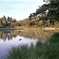 Ein ruhiger See mit Enten, umgeben von Bäumen und Gras, spiegelt die Landschaft im klaren Wasser wider. Sonnenlicht beleuchtet die Szene., © Natur.Nah. Schönbuch & Heckengäu