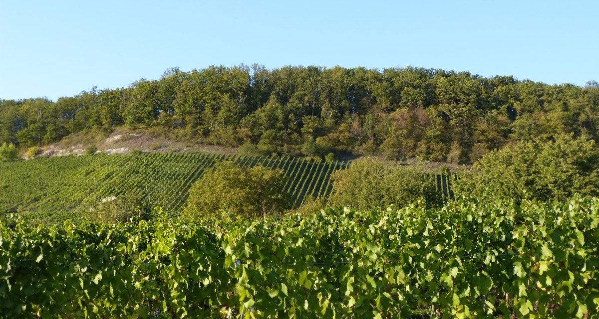 Grüne Weinberge mit dicht bepflanzten Reben, dahinter ein bewaldeter Hügel unter klarem, blauem Himmel., © Land der 1000 Hügel - Kraichgau-Stromberg Grüne Weinberge mit dicht bepflanzten Reben, dahinter ein bewaldeter Hügel unter klarem, blauem Himmel., © Land der 1000 Hügel - Kraichgau-Stromberg