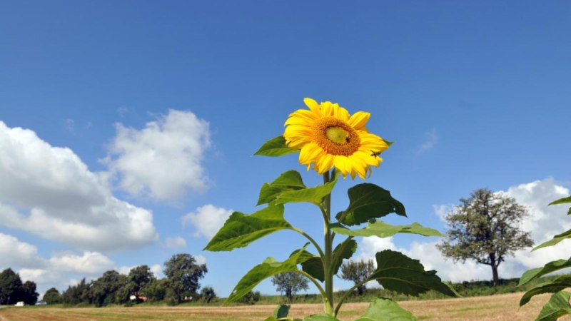 Eine Sonnenblume ragt vor einem blauen Himmel mit wei&szlig;en Wolken hervor, im Hintergrund ein Feld und B&auml;ume., &copy; Landratsamt G&ouml;ppingen