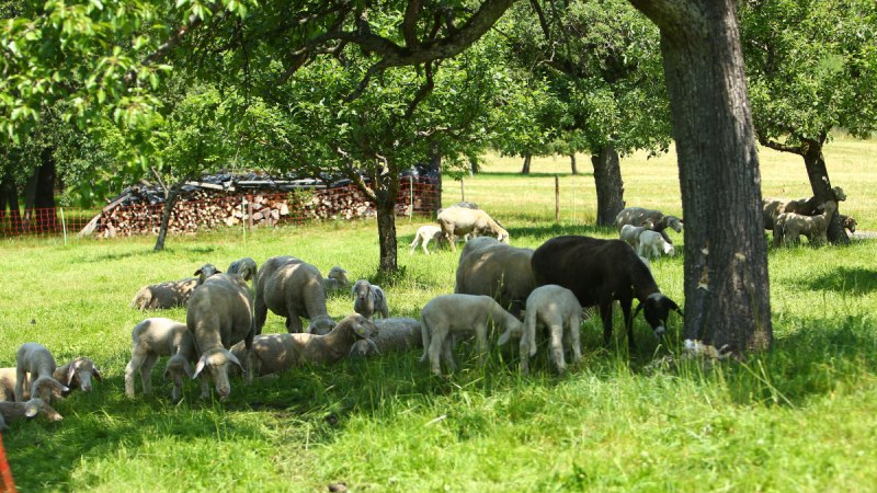 Eine Herde Schafe grast auf einer grünen Wiese unter Bäumen, im Hintergrund ist ein Stapel Holz zu sehen., © Landratsamt Böblingen