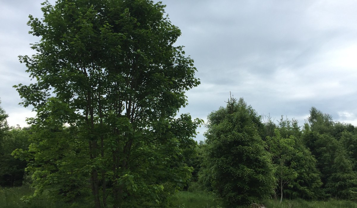 &Uuml;ppige gr&uuml;ne B&auml;ume und eine saftige Wiese unter einem bew&ouml;lkten Himmel im Sch&ouml;nbuch-Wald., &copy; www.pro-cycl.de