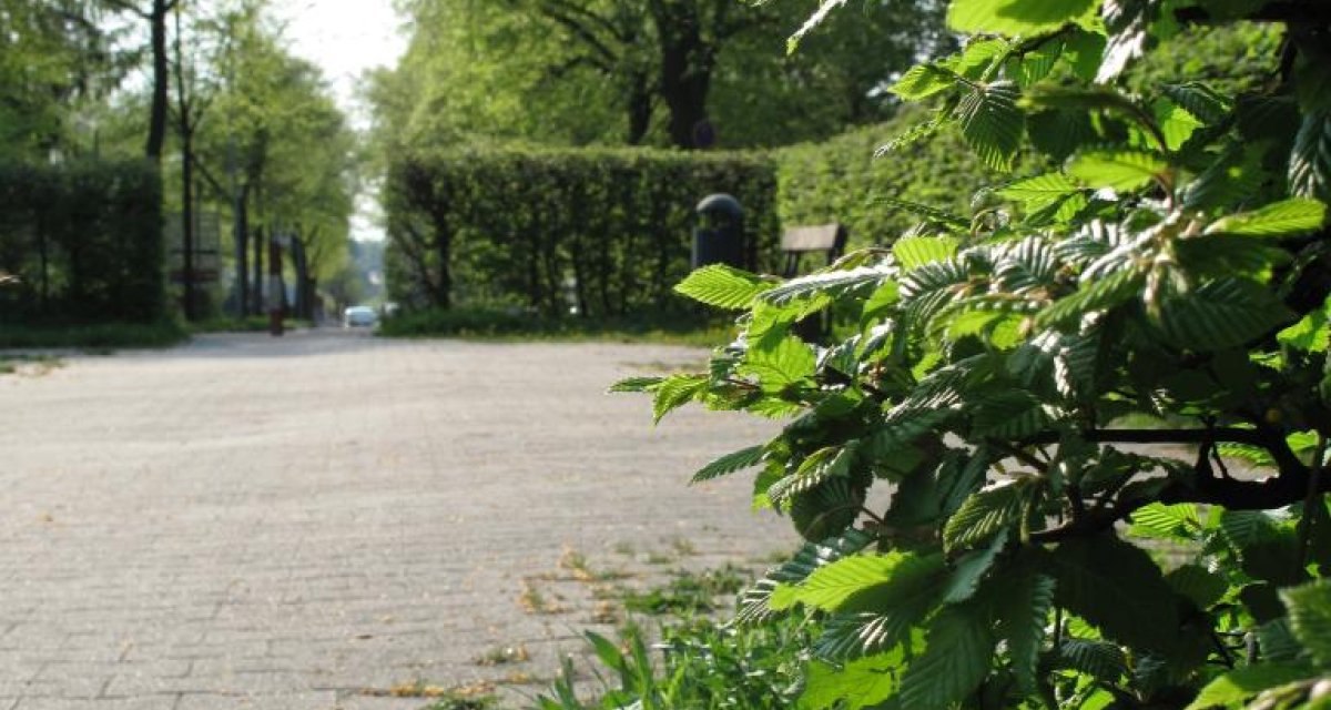 Ein Löwenzahn blüht neben einem Gehweg, umgeben von grünen Büschen und Bäumen im Hintergrund., © Ludwigsburg - Stuttgart-Marketing GmbH Ein Löwenzahn blüht neben einem Gehweg, umgeben von grünen Büschen und Bäumen im Hintergrund., © Ludwigsburg - Stuttgart-Marketing GmbH