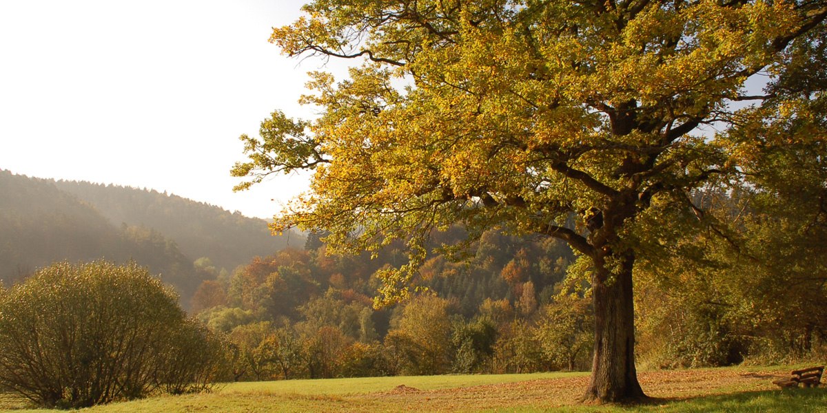 Großer Baum mit gelb-grünen Blättern auf einer Wiese, im Hintergrund bewaldete Hügel im Sonnenlicht., © Leinfelden-Echterdingen Großer Baum mit gelb-grünen Blättern auf einer Wiese, im Hintergrund bewaldete Hügel im Sonnenlicht., © Leinfelden-Echterdingen