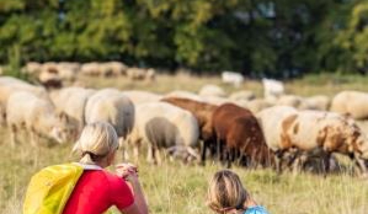 Zwei Personen sitzen auf einer Wiese und beobachten eine Schafherde. Im Hintergrund sind Bäume zu sehen., © Torsten Wenzler