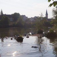 Ein Schwan schwimmt in einem Fluss, umgeben von Bäumen. Im Hintergrund ist ein Dorf mit einem Kirchturm zu sehen. Die Sonne spiegelt sich im Wasser., © Ludwigsburg - Stuttgart-Marketing GmbH