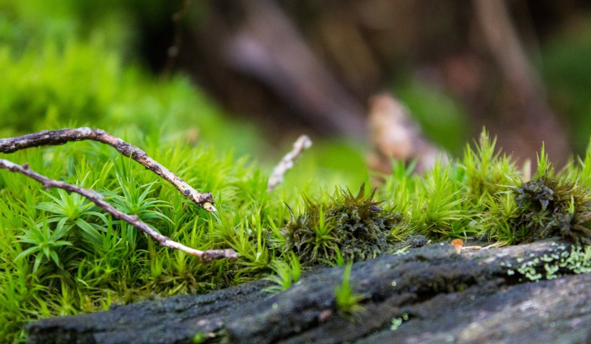 Grünes Moos und Zweige auf einem Baumstamm im Wald, Nahaufnahme mit unscharfem Hintergrund., © Nördlicher Schwarzwald Grünes Moos und Zweige auf einem Baumstamm im Wald, Nahaufnahme mit unscharfem Hintergrund., © Nördlicher Schwarzwald