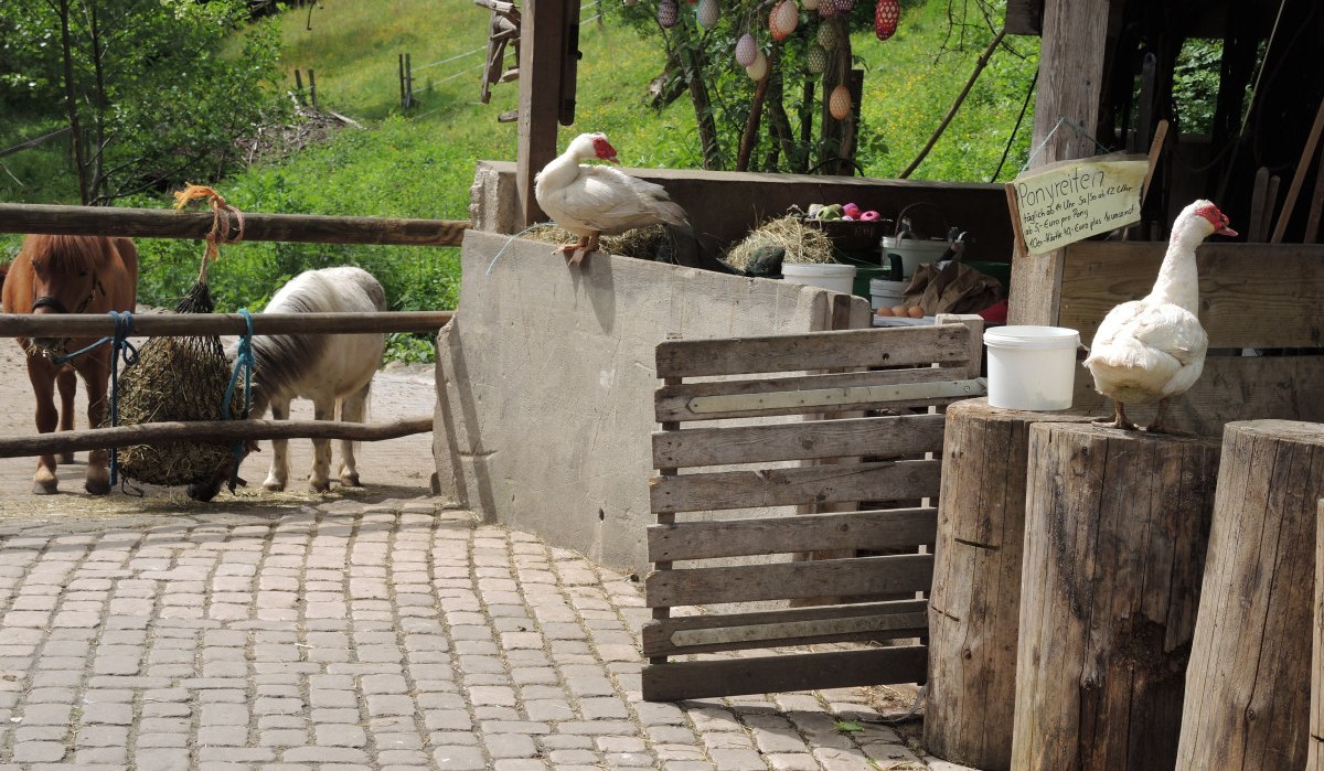 Zwei Ponys fressen Heu in einem Gehege. Eine Ente sitzt auf einem Holzstumpf. Im Hintergrund sind bunte Ostereier dekoriert., © Natur.Nah. Schönbuch & Heckengäu Zwei Ponys fressen Heu in einem Gehege. Eine Ente sitzt auf einem Holzstumpf. Im Hintergrund sind bunte Ostereier dekoriert., © Natur.Nah. Schönbuch & Heckengäu