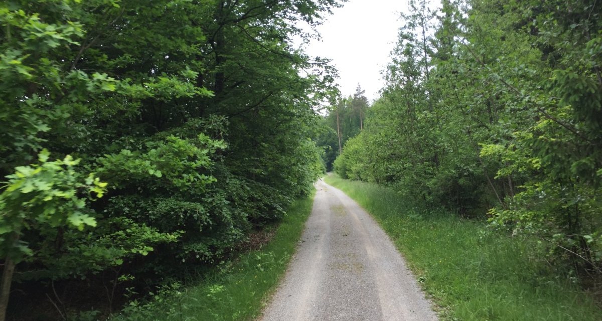 Ein schmaler Waldweg schl&auml;ngelt sich durch den dichten, gr&uuml;nen Sch&ouml;nbuch, umgeben von &uuml;ppigem Laub und hohen B&auml;umen., &copy; www.pro-cycl.de