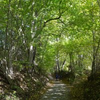 Ein schattiger Waldweg mit dichtem Blätterdach. Zwei Personen spazieren entspannt in der Ferne.
