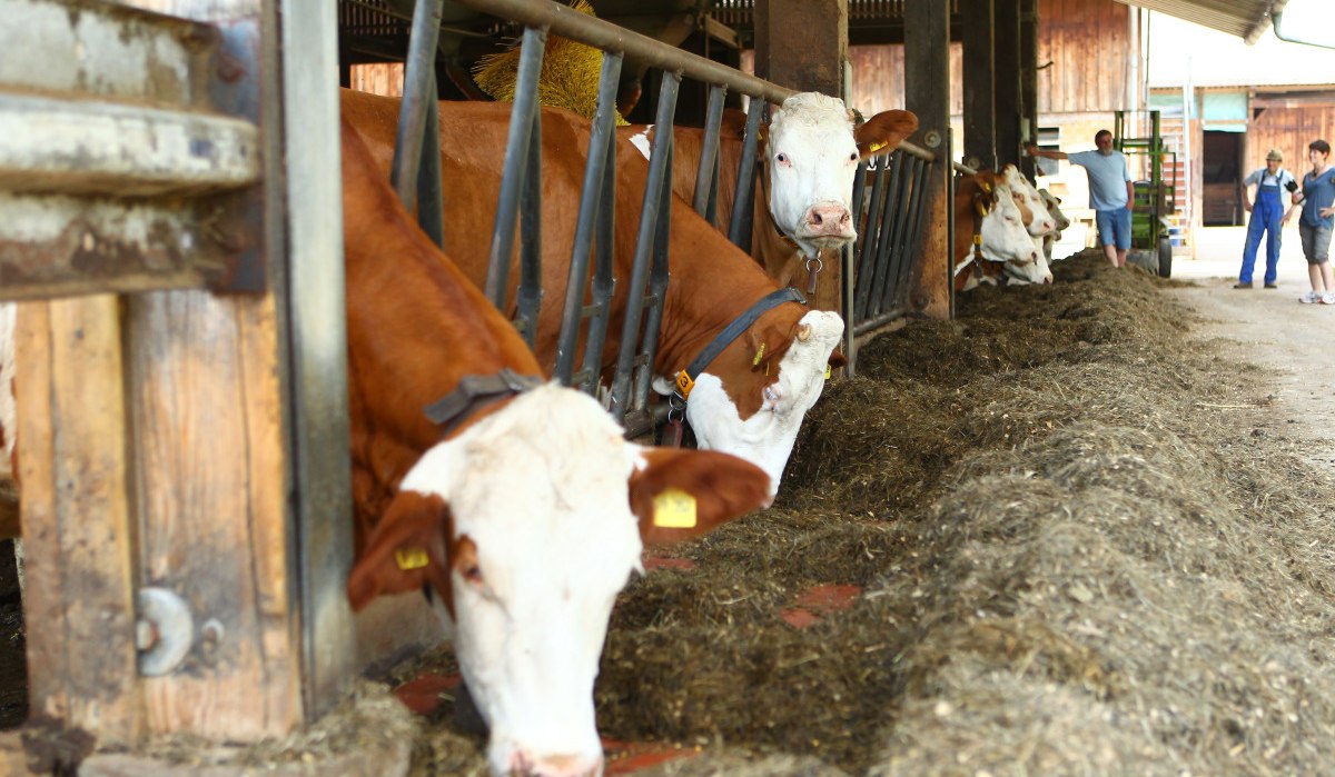 Kühe fressen in einem Stall aus einem Futtertrog. Im Hintergrund stehen mehrere Personen und beobachten die Szene., © Landratsamt Böblingen Kühe fressen in einem Stall aus einem Futtertrog. Im Hintergrund stehen mehrere Personen und beobachten die Szene., © Landratsamt Böblingen