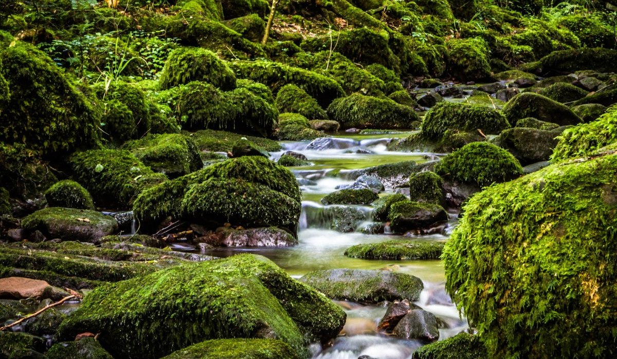 Unzählige moosbewachsene Steine schmücken den Bach, © Nördlicher Schwarzwald Unzählige moosbewachsene Steine schmücken den Bach, © Nördlicher Schwarzwald